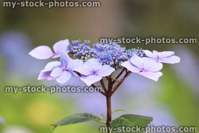 Stock image of pale blue hydrangea flowers, lacecap hydrangea bush, garden