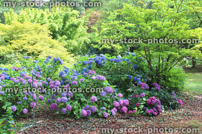 Stock image of purple and blue hydrangea flowers, shady garden, woodland