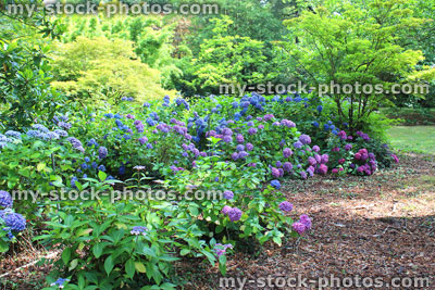 Stock image of purple and blue hydrangea flowers, shady garden, woodland