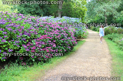 Stock image of girl walking past hydrangea flowers, woodland walk / gravel path