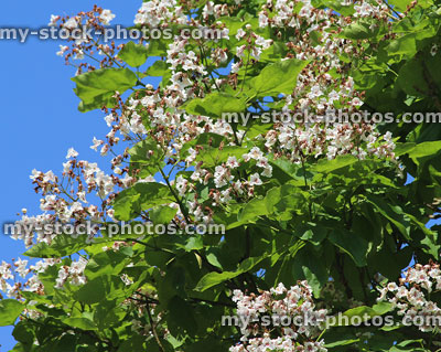 Stock image of white flowers on Indian bean tree (Latin: Catalpa bignonioides)