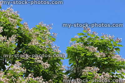 Stock image of white flowers on Indian bean tree (Latin: Catalpa bignonioides)