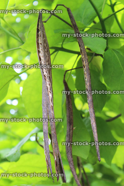 Stock image of seed pods hanging down on Indian bean tree (Latin: Catalpa bignonioides)