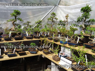 Stock image of miniature indoor bonsai trees in garden centre nursery