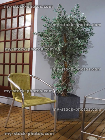 Stock image of artificial / silk variegated weeping fig house plant, ficus benjamina / ficus liana tree