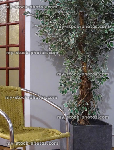 Stock image of artificial / silk variegated weeping fig house plant, ficus benjamina / ficus liana tree