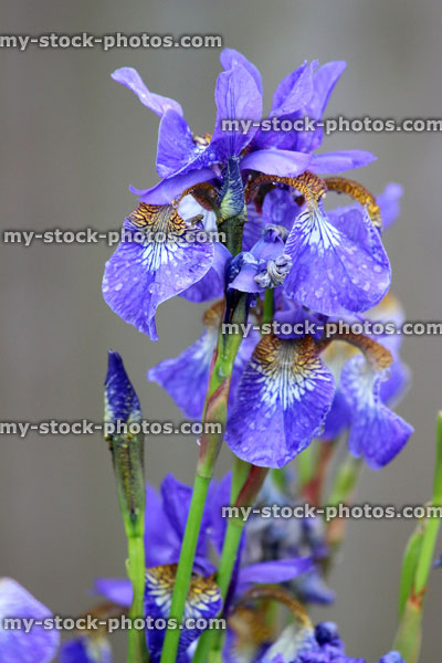 Stock image of purple iris flowers (purple flag), dwarf Iris reticulata garden