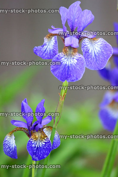 Stock image of purple iris flowers (purple flag), dwarf Iris reticulata garden