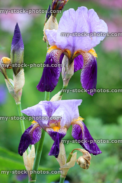 Stock image of large purple bearded iris flowers (purple bearded irises)