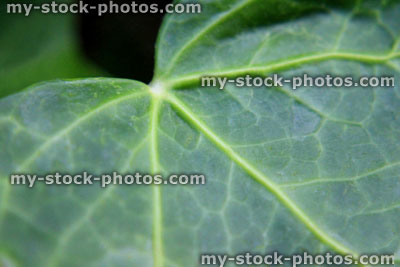 Stock image of common English ivy leaf / hedera helix (close up)