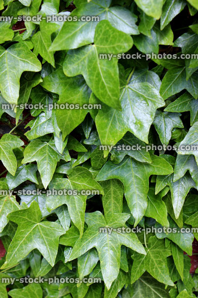 Stock image of glossy green English ivy leaves background (hedera helix)