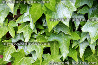 Stock image of glossy green English ivy leaves background (hedera helix)
