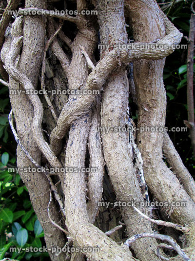 Stock image of thick, gnarled ivy vines fused together