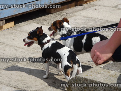 Stock image of two Jack Russell Terrier puppies with collars / dog leads
