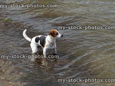 Stock image of brown, white, black Jack Russell Terrier dog playing in sea