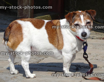 Stock image of overweight Jack Russell terrier dog, needing to lose weight