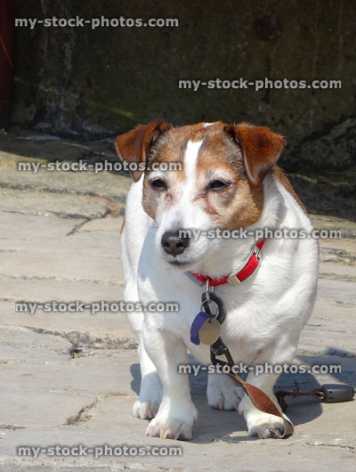 Stock image of overweight Jack Russell terrier, fat dog on diet