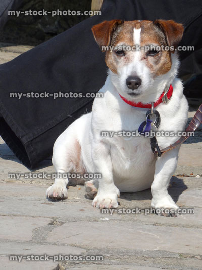 Stock image of overweight Jack Russell dog sitting, needing to diet