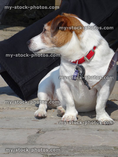 Stock image of overweight, fat Jack Russell terrier dog, sitting outside