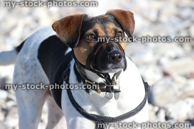 Stock image of Jack Russell terrier dog harness, muzzle lead, collar