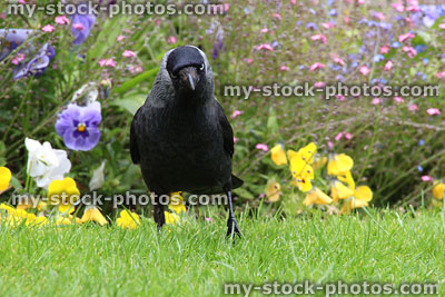 Stock image of Jackdaw (Corvus monedula), on lawn, flower border background