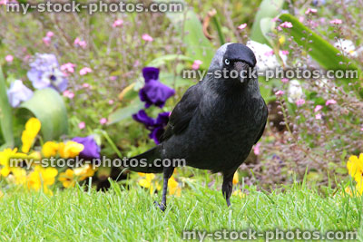 Stock image of Corvus monedula (Jackdaw) on lawn looking at camera