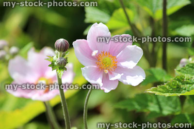 Stock image of pink Japanese anemone flower / macro photo (Anemone hybrida 'Elegans')