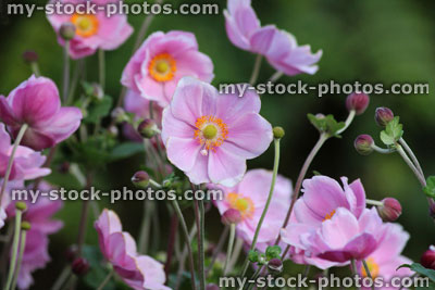 Stock image of pink Japanese anemone flowers (Anemone hybrida 'Elegans'), shady garden