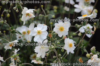 Stock image of white Japanese anemone flowers (Anemone hybrida 'Elegans'), shady garden