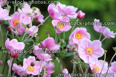 Stock image of pink Japanese anemone flowers (Anemone hybrida 'Elegans'), shady garden