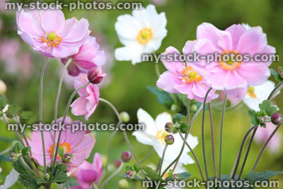 Stock image of pink and white Japanese anemone flowers (Anemone hybrida 'Elegans')