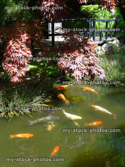 Stock image of koi pond in Japanese garden with large fish