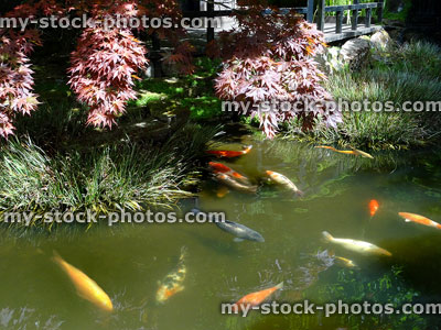Stock image of Japanese garden pond with large koi carp fish