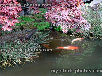 Stock image of purple Japanese maple / acer branches overhanging koi pond