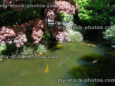 Stock image of koi pond in Japanese garden with maple / acer tree
