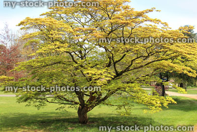 Stock image of Japanese maple specimen tree (acer palmatum), garden lawn