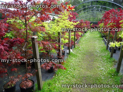 Stock image of Japanese maple nursery / garden centre (acer palmatum) trees
