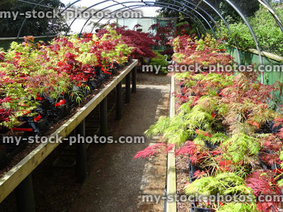Stock image of grafted Japanese maple trees (acers) in shade tunnel