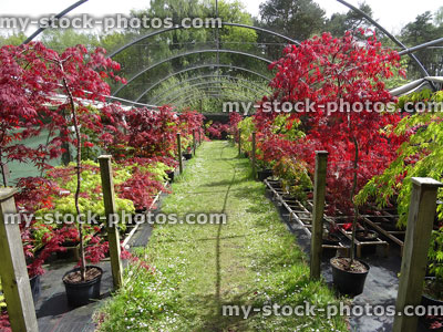 Stock image of red and green Japanese maples in garden centre nursery