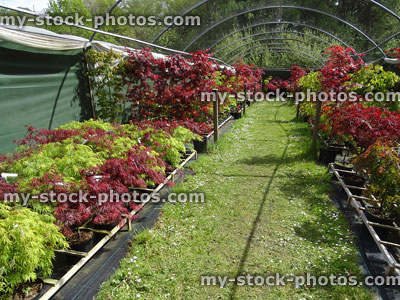 Stock image of Japanese maples growing in shade tunnel at nursery