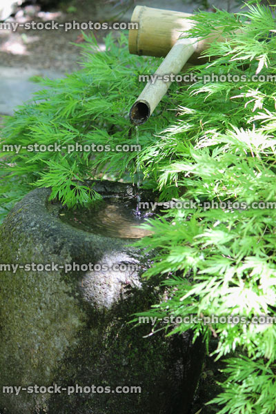 Stock image of granite water basin in Japanese garden, green maple