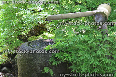 Stock image of granite water basin in Japanese garden, green maple (Natsu me bachi)