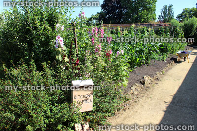 Stock image of kitchen garden signpost / ornamental vegetable garden, hollyhocks, sweetcorn plants, fuschia flowers