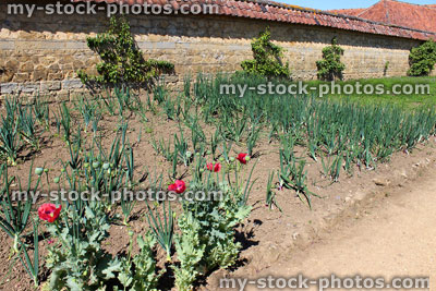 Stock image of onion plants / red onions growing, walled kitchen garden / ornamental vegetable garden, poppies