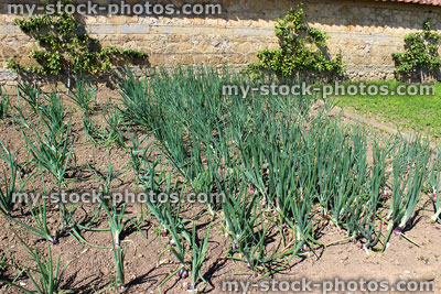 Stock image of onion plants / red onions growing in walled kitchen garden / ornamental vegetable garden
