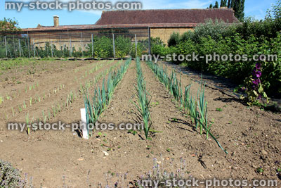 Stock image of leek plants / leeks growing in walled kitchen garden / ornamental vegetable garden