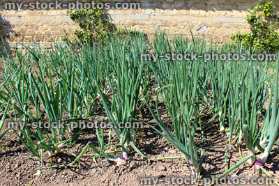 Stock image of onion plants / red onions growing in walled kitchen garden / ornamental vegetable garden
