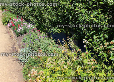 Stock image of pear / apple tree hedge / espallier fruit trees, herbaceous flowers, plants