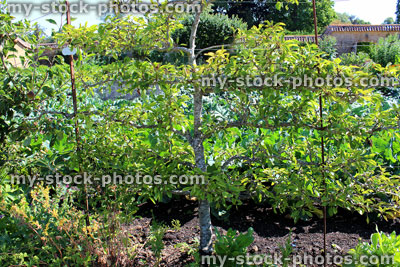 Stock image of espalier apple tree in orchard / ornamental kitchen vegetable