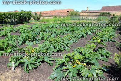 Stock image of courgette plants (zucchinis / marrows) growing in walled kitchen garden